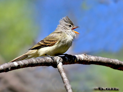 PIOJITO SILBÓN (Camptostoma obsoletum) - Parque Lecocq-MONTEVIDEO (Setiembre 2011)